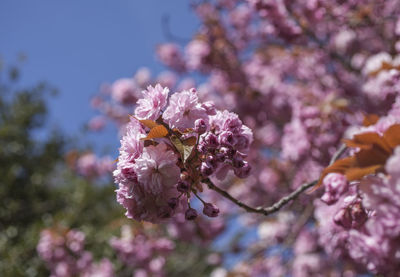 Close-up of cherry blossoms on pink flowering tree