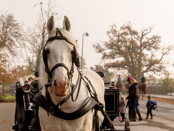 People riding horse