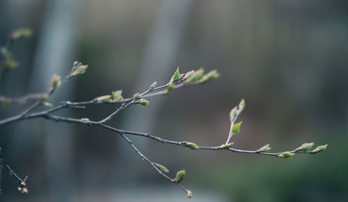 Close-up of plant growing outdoors