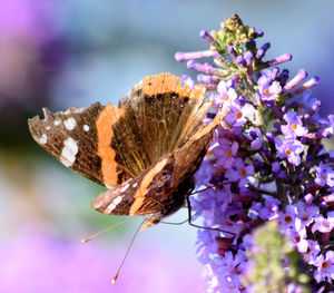 Close-up of butterfly pollinating on purple flower