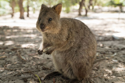 Close-up of squirrel