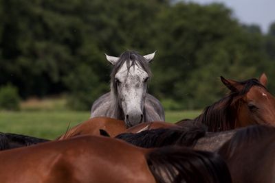 Close-up of horses against trees