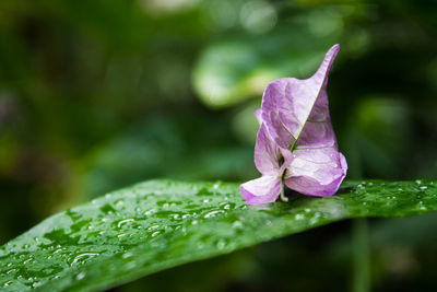 Close-up of wet purple flower