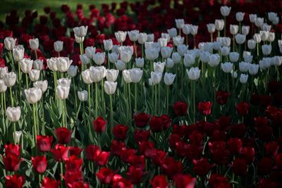 Close-up of red tulips in field