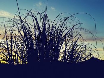 Low angle view of bare trees against sky