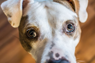 Close-up portrait of dog