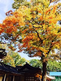 Low angle view of tree
