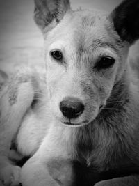 Close-up portrait of dog