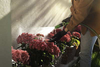 Close up view of pofessional gardener working on a home garden watering the flowers with a hose