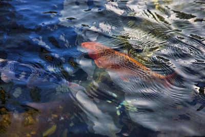 High angle view of fish swimming in lake