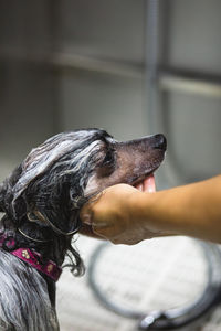 Close-up of hand holding dog