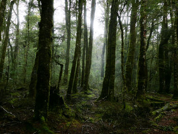 Trees growing in forest