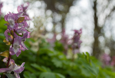Close-up of pink flowering plant