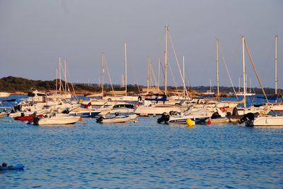 Sailboats moored in marina