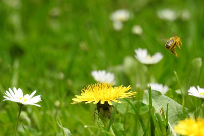 Honey bee pollinating flower