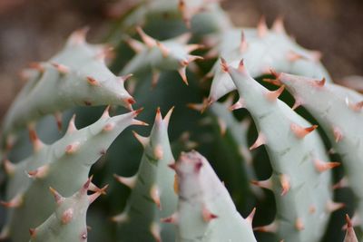 Close-up of prickly pear cactus