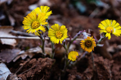 Close-up of yellow flowering plant on field