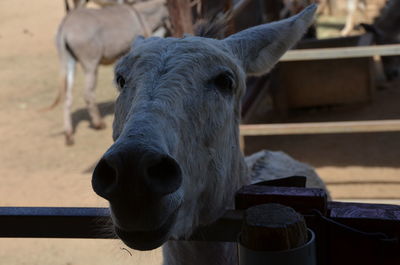 Close-up of a horse