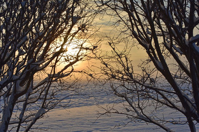 Bare trees against sky