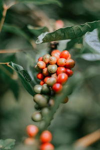 Close-up of berries growing on tree