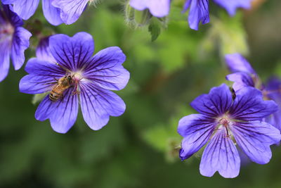 Bee pollinating the flowers