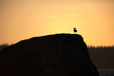 Low angle view of silhouette bird perching on mountain against clear sky