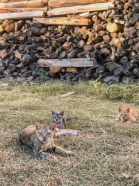 Animal sitting on field
