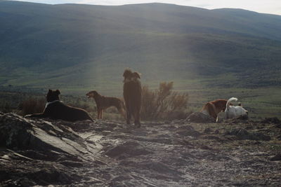 Horses in a field