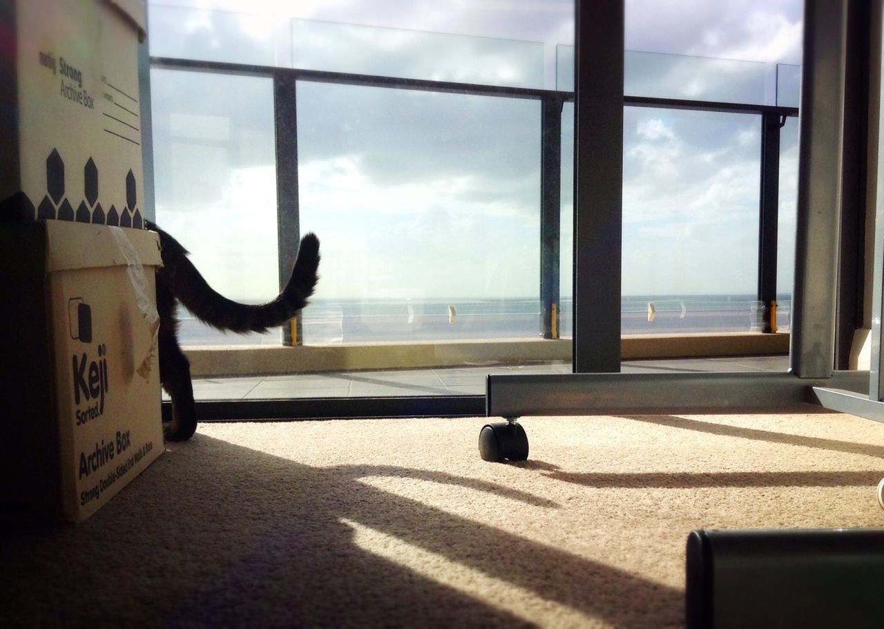 sky, sea, indoors, horizon over water, window, cloud - sky, water, cloud, animal themes, beach, glass - material, transparent, day, built structure, sunlight, no people, one animal, nature, architecture, cloudy