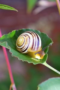 Close-up of snail on leaf