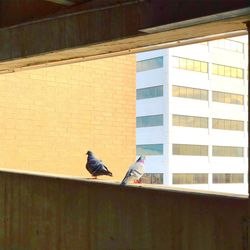 Low angle view of bird perching on wall