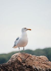 Close-up of bird perching on rock