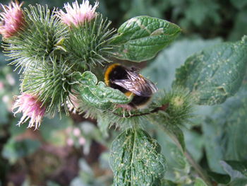 Close-up of bee on flower