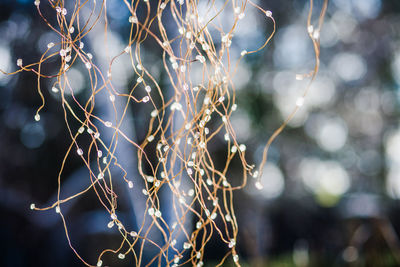 Close-up of plant growing outdoors