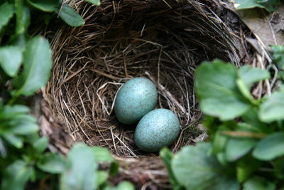 Close-up of blackbird nest 