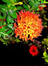 Close-up of red flower