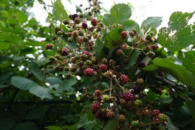 Low angle view of fruits on tree