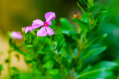 Close-up of pink flowering plant