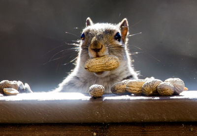 Close-up of squirrel eating peanut
