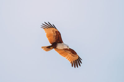 Low angle view of bird flying against clear sky