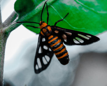 Close-up of butterfly on leaf