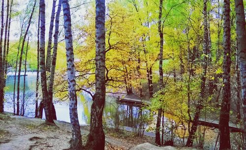 Trees in forest