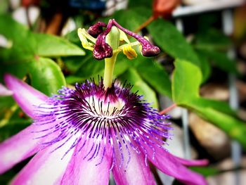 Close-up of purple flower