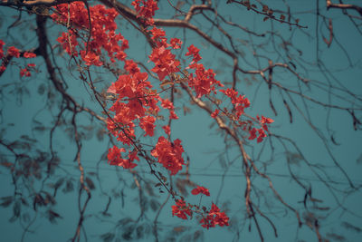 Low angle view of red flowering plant