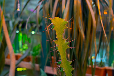 Close-up of cactus plant