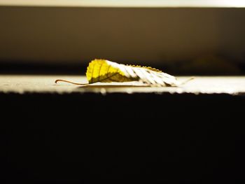 Close-up of yellow insect