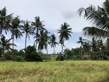 Palm trees on field against sky