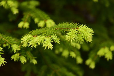 Close-up of pine tree leaves