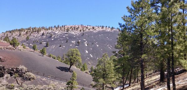 Forest and bare mountain against blue sky