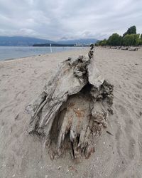 Driftwood on beach against sky